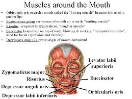 The Muscular Systemgross Anatomy I Over 600 Human