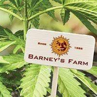 However, if you live in the united states of america. Top 10 Best Cannabis Seed Banks Zativo