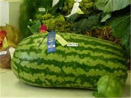 The fruit of the watermelon plant, having a green rind and watery flesh that is bright red when ripe and contains black pips. 30 Bag Super Big Watermelon Seeds Sweet Taste Vegetables And Fruit Seeds Very Delicious Fruit Today Free Shipping Seeds Nutrition Seed Counterseed Bead Aliexpress