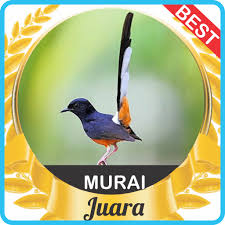 Berikut ini beberapa gambar burung murai batu yang layak dipasang sebagai wallpaper. Suara Murai Batu Mp3 1 0 Apk Download Com Andromo Dev615525 App731839 Apk Free