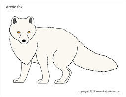 How to draw von scott robertson bei thalia entdecken Arctic Fox Free Printable Templates Coloring Pages Firstpalette Com