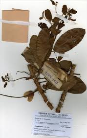 Image result for Hymenocardia