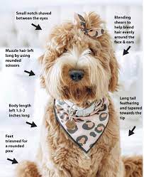 The goldendoodle, as the name suggests, is the result of mating a golden retriever with a poodle. Goldendoodle Teddy Bear Haircut Grooming Tips Matthews Legacy Farm