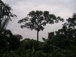 Image result for Musanga