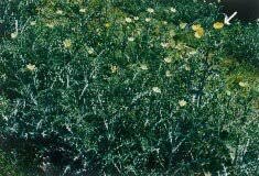 Image result for Argemone ochroleuca