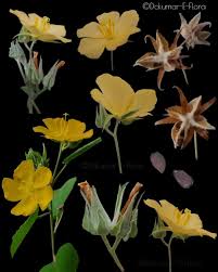 Image result for Melhania prostrata