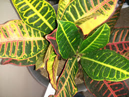 Image result for Croton kilwae