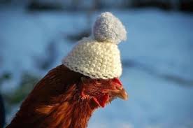 Chicken Wearing A Hat Pet Chickens Chicken Clothes Chicken Humor Funny chickens walking in line on road. chicken wearing a hat pet chickens