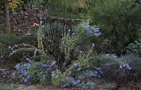 Image result for Halopegia azurea