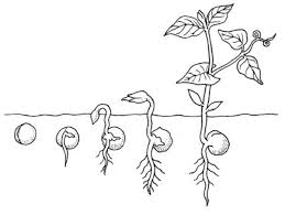 Bunga kertas, bunga kenikir, dan babadotan; Kejarcita 1 Bank Soal Sekolah