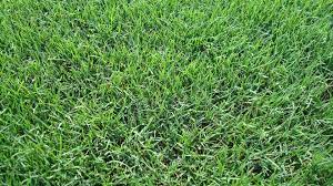 Tifway 419 was released in the 1960s and is a widely used bermuda hybrid grass. Bermudagrass Common Hulled 95 85 50 Pounds
