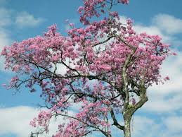 We did not find results for: 5 Rainforest Trees We Love And You Will Too Rainforest Alliance