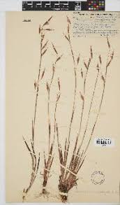 Image result for Monocymbium