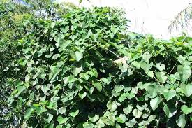 Image result for Argyreia nervosa