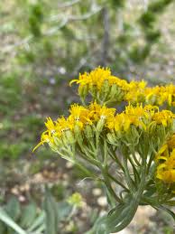 Image result for Senecio speciosus