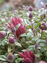 Image result for Marsdenia macrantha