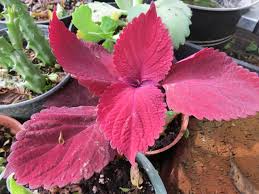 Image result for Coleus scutellarioides