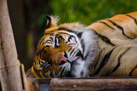 Sleeping Tiger Photos, Download The BEST Free Sleeping Tiger Stock Photos &  HD Images