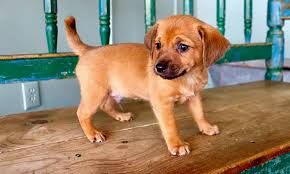 Set up an appointment through our website to visit with your desired pet at their respective location. 6 Perfect Puppies To Adopt Now In San Antonio