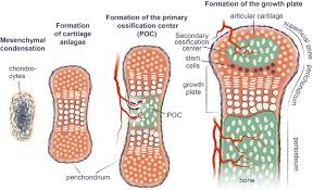 Frontiers | Epiphyseal Cartilage Formation Involves Differential Dynamics  Of Various Cellular Populations During Embryogenesis