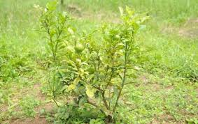 The nutritional spray goes a long way when diluted. Best Nitrogen Fertilizer For Citrus Trees Requirement Application Justagric