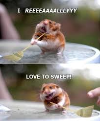 Pin By Mademoiselle Adams On Cute Cute Animal Pictures Cute Funny Animals Funny Hamsters