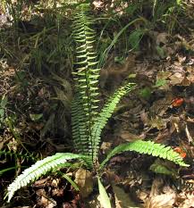 Image result for Asplenium variabile
