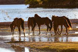Arizona S Wild Horse Paradox High Country News Know The West