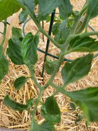 Image result for BLACKFLY ON TOMATO PLANTS