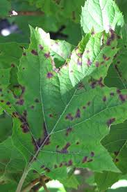Image result for Cercospora hydrangea