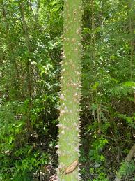 Image result for Ceiba pentandra