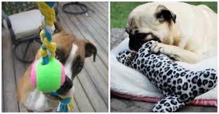 Forget about using old towels for rags, make a pup toy! Homemade Puppy Toys Online Shopping