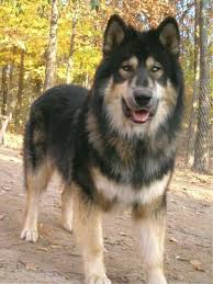 Americano Indian Dog American Indian Dog Native American Indian Dog Native American Dog