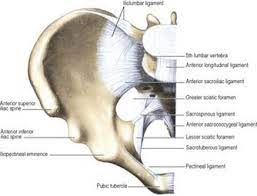 • lateral boundaries—fused ilium and ischium. Pelvic Joints And Ligaments Last S Anatomy Regional And Applied
