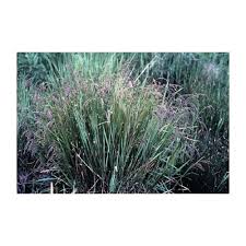 Image result for Glyceria