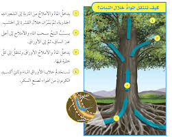 منهاجي متعة التعليم الهادف ما أهمية الجذور والسيقان للنباتات