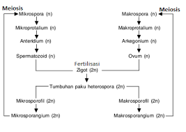 Lumut memiliki dua alat perkembangbiakan (gametangium), yaitu arkegonium sebagai sel gamet betina, dan anteridium sebagai sel gamet jantan. Skema Pergiliran Keturunan Tumbuhan Paku Masnurul