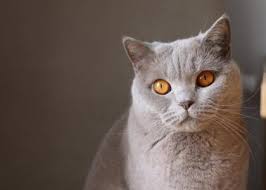 What causes distemper in cats? Cat Vaccinations Everything You Should Know Rau Animal Hospital