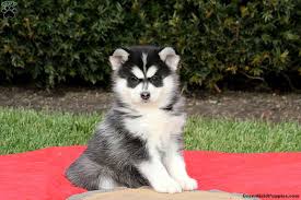 The samoyed mix can have multiple purebred or mixed breed lineage. Siberian Samoyed Puppies For Sale Greenfield Puppies