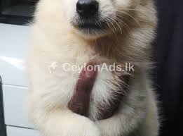 Our sri lanka dog rescue volunteers spend their days assisting with daily tasks and care for the dogs living in the shelter. Lion Pomeranian Puppies For Sale In Sri Lanka Pets Lovers