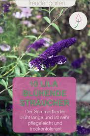 Die Schonsten Straucher Mit Lila Bluten Straucher Garten Lila Pflanzen Und Sommerflieder
