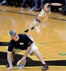 Halftime Dogs World Famous Frisbee Dogs Halftime Show The Team