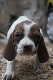 Turkish Pointer Tarsus Catalburun Av Kopegi Posts Facebook