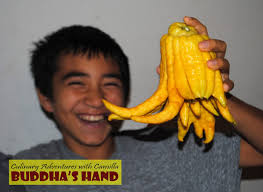 Candied Buddha's Hand