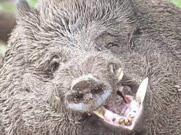 Antworten Nach Dem Wildschweinbiss Experte Uber Parkbesucher Verwundert Hofgeismar