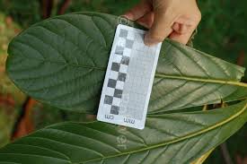 Image result for Beilschmiedia michelsonii