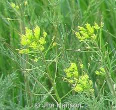 Image result for Kotschya stolonifera