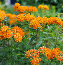 Image result for Asclepias eminens