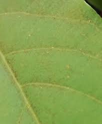You have to apply several methods to remove yellow fuzzy bugs on squash plants. Tiny Bugs On Houseplants Thrips Bbc Gardeners World Magazine