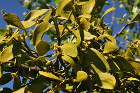 Image result for Viscum shirense